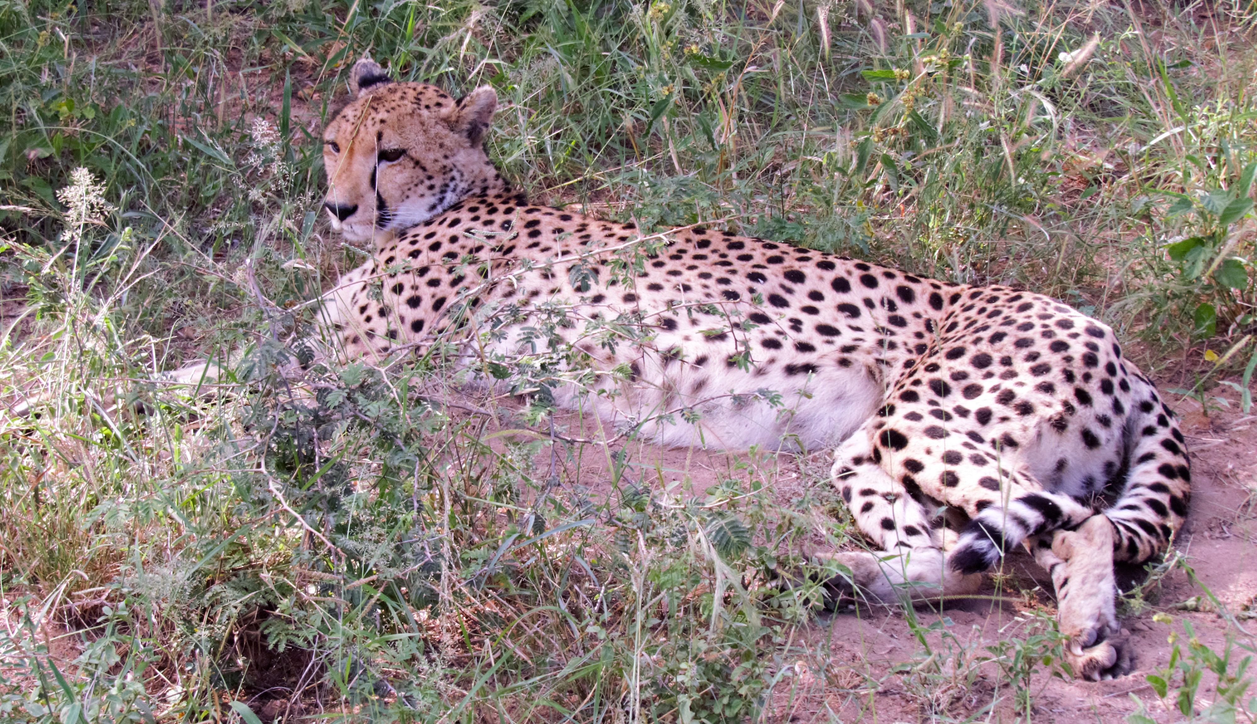 leopard_0090 leopard_0090