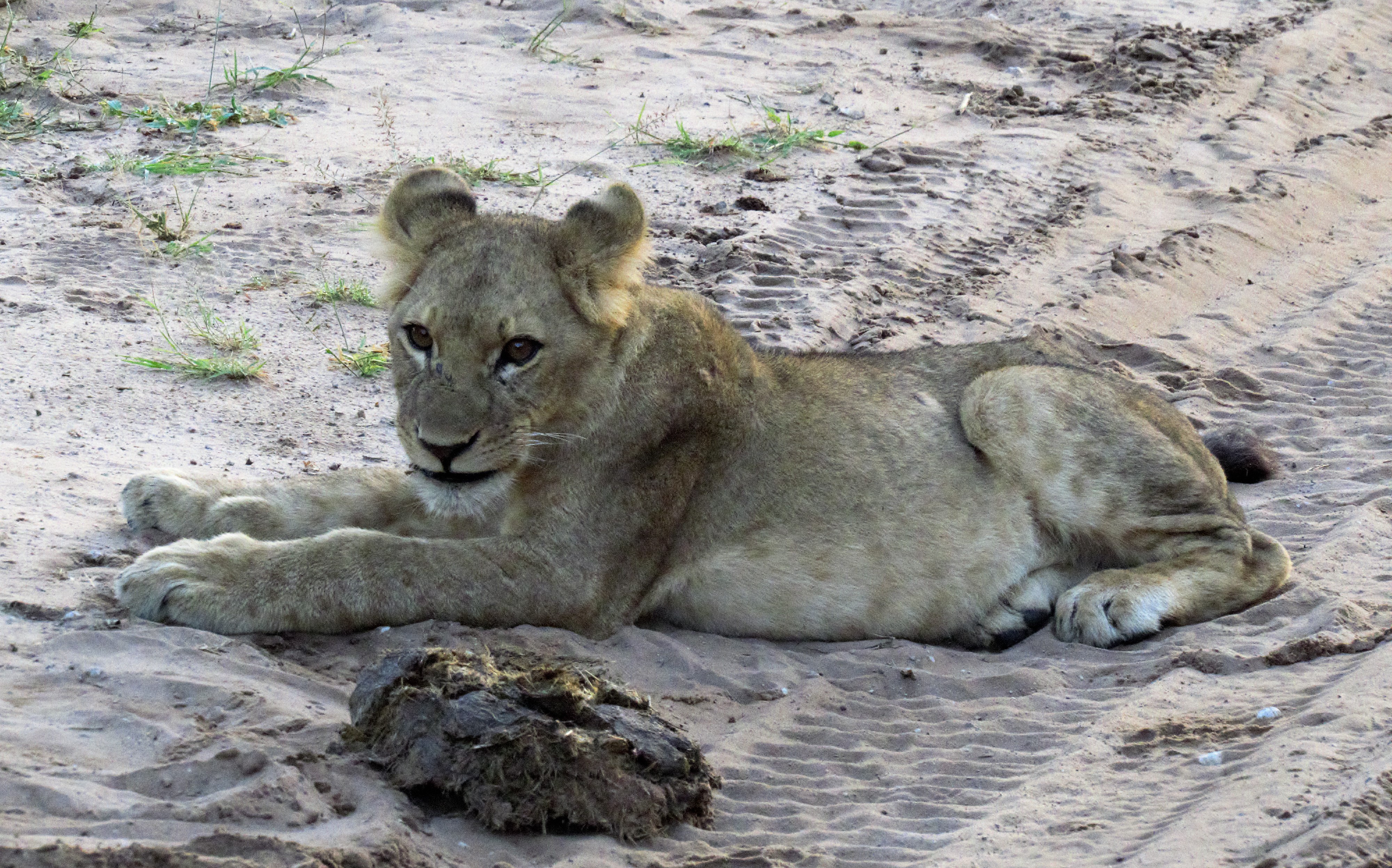 lion baby_0401 lion baby_0401