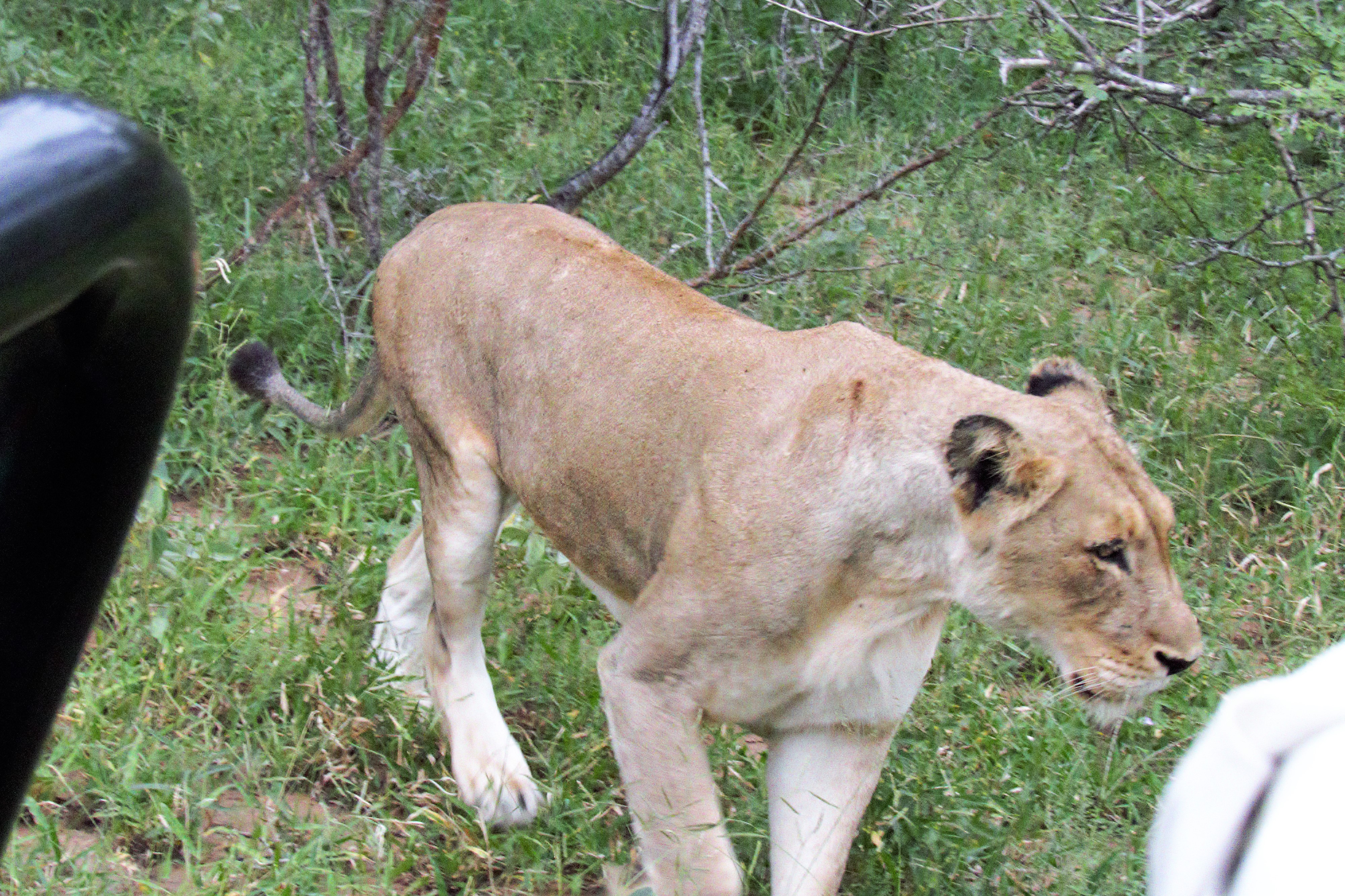 lion female close to us-IMG_0021 lion female close to us-IMG_0021