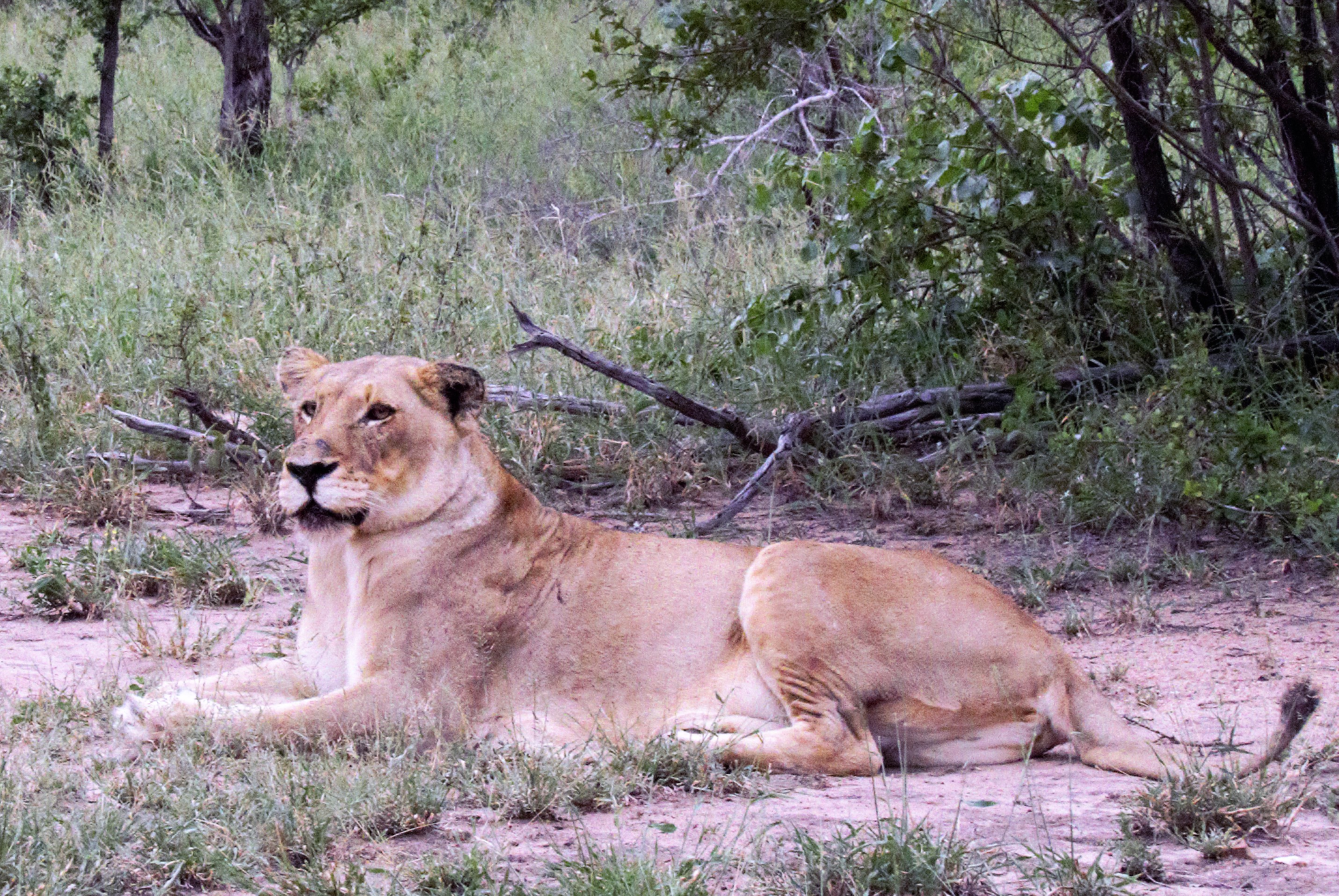 lion female impressive_0048 lion female impressive_0048