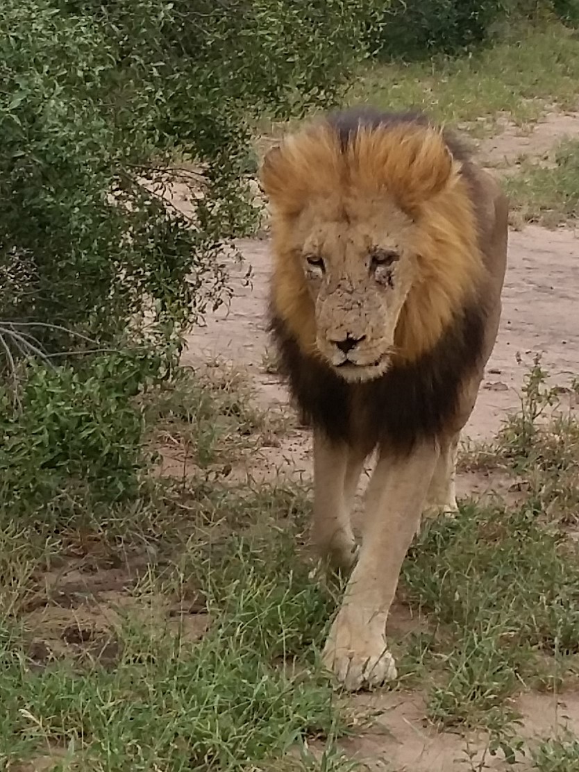 lion jans -2-_011110 lion jans -2-_011110