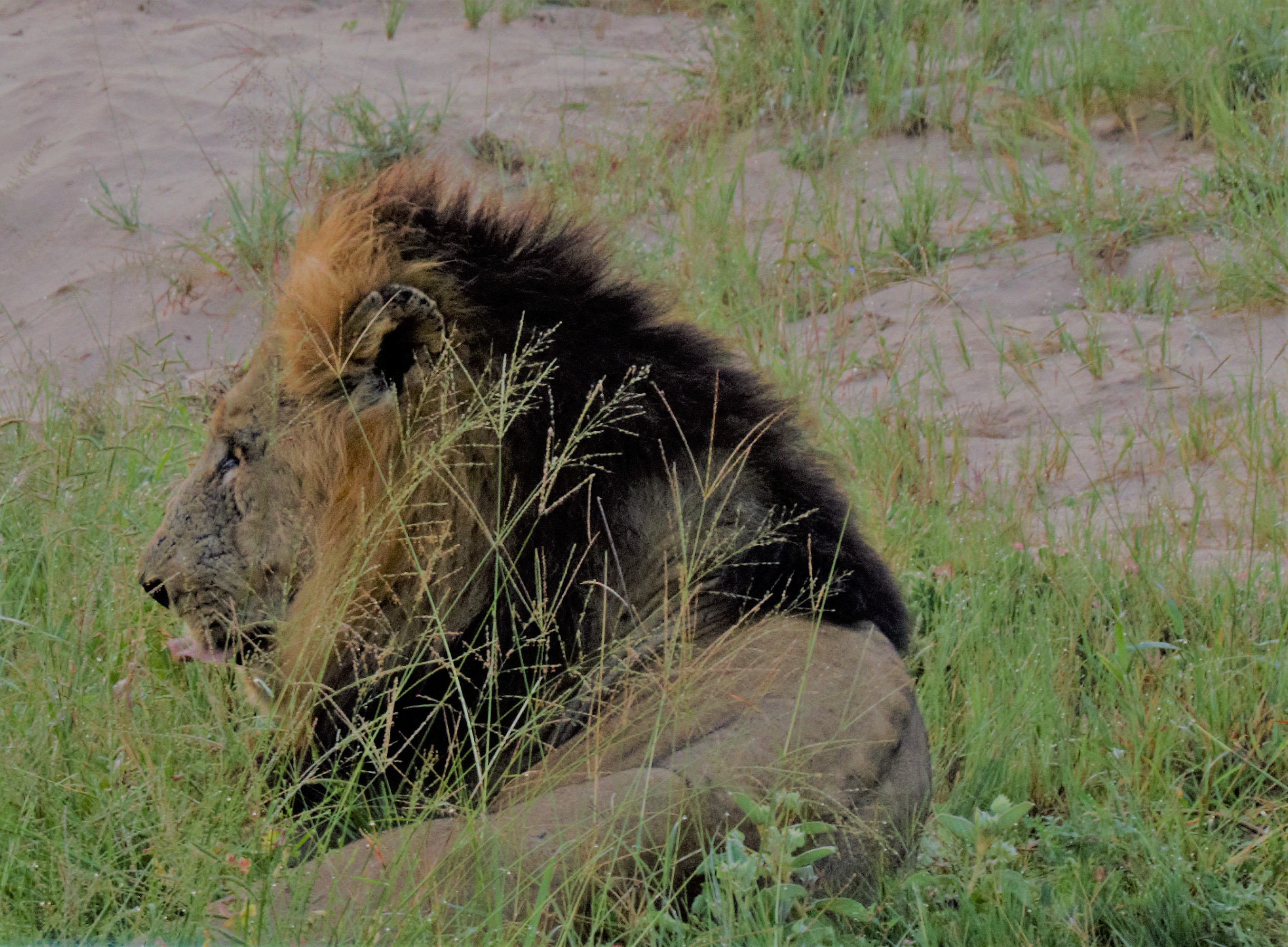 lion male_0014 lion male_0014