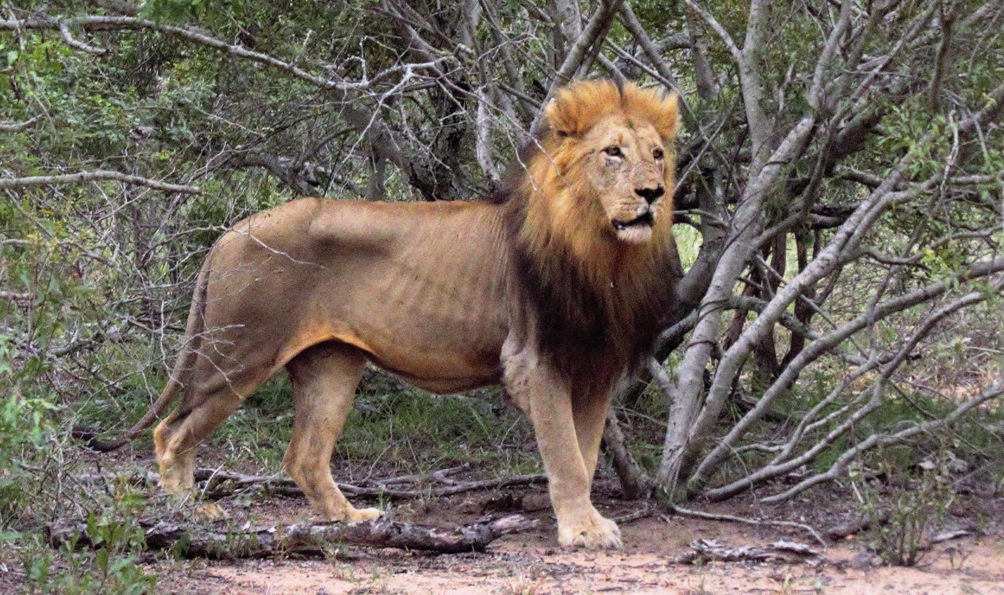 lion male impressive_0044 lion male impressive_0044