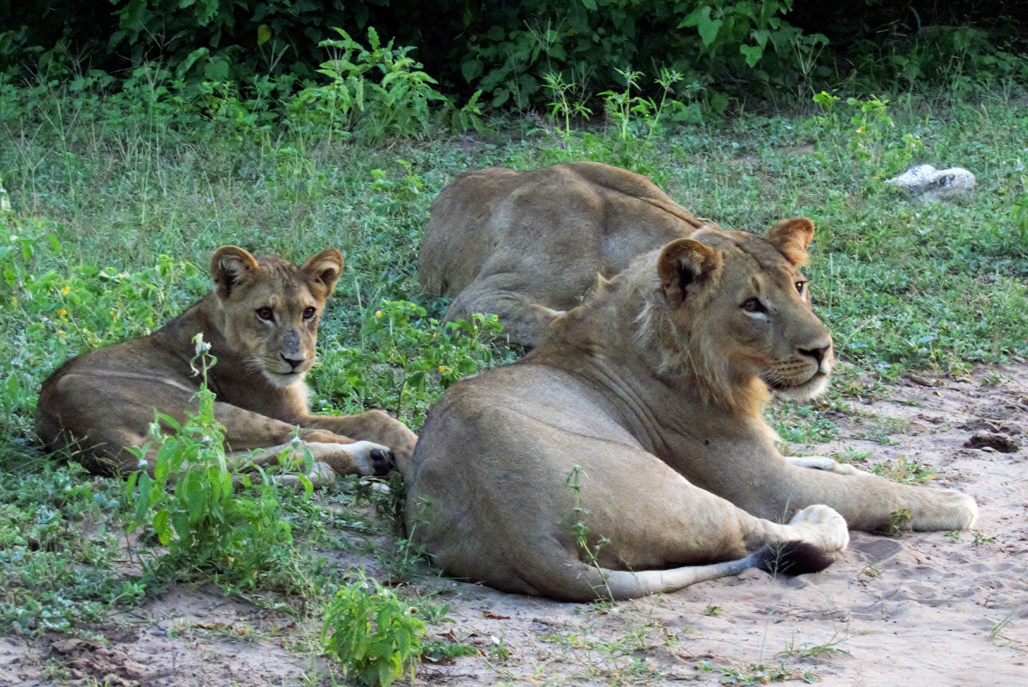 lion mama maybe_0403 lion mama maybe_0403