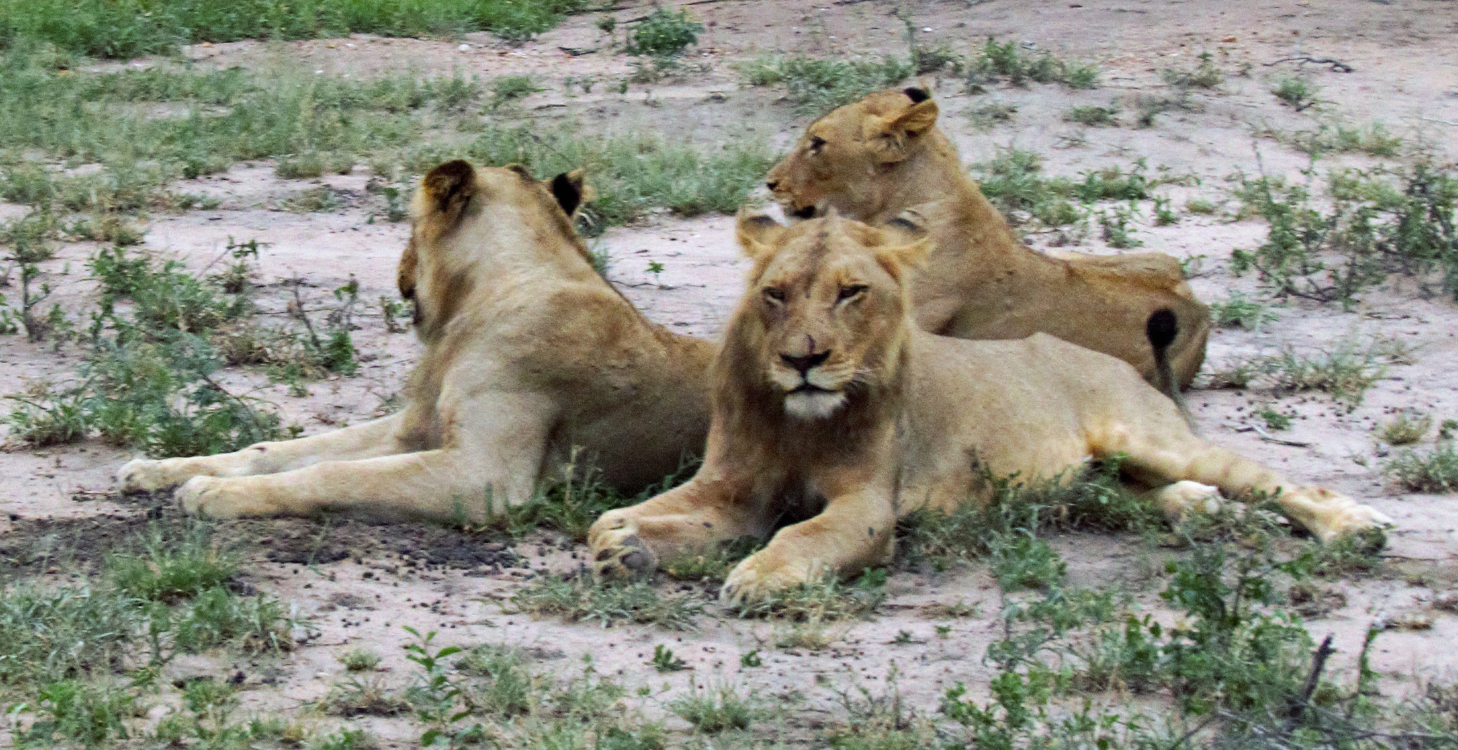 lions 3 young_0081 lions 3 young_0081