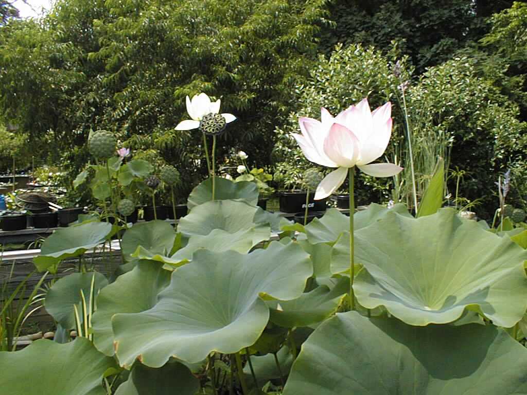 lotus_and_longpond008