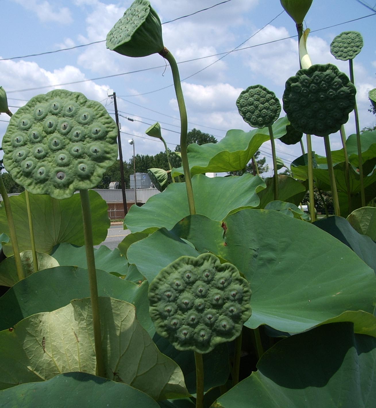 lotus_seedhead
