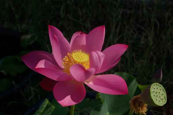 red_russian_8035