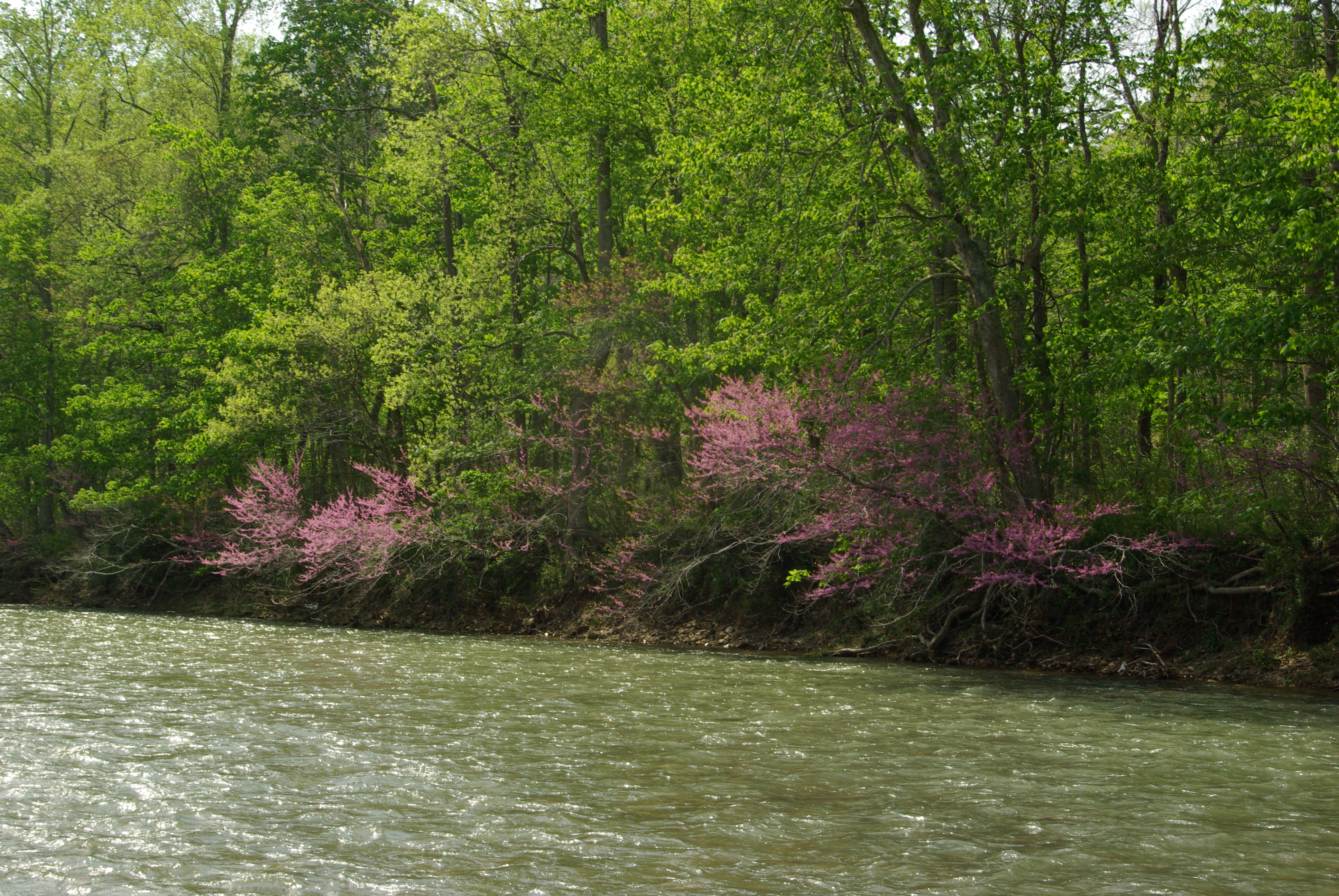 redbus on bank jackson river 0420 redbus on bank jackson river 0420