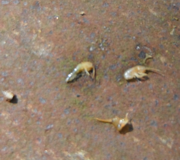 sohotrout 0680