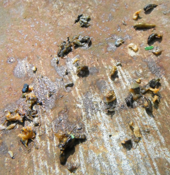 stomach_contents_0671-close1