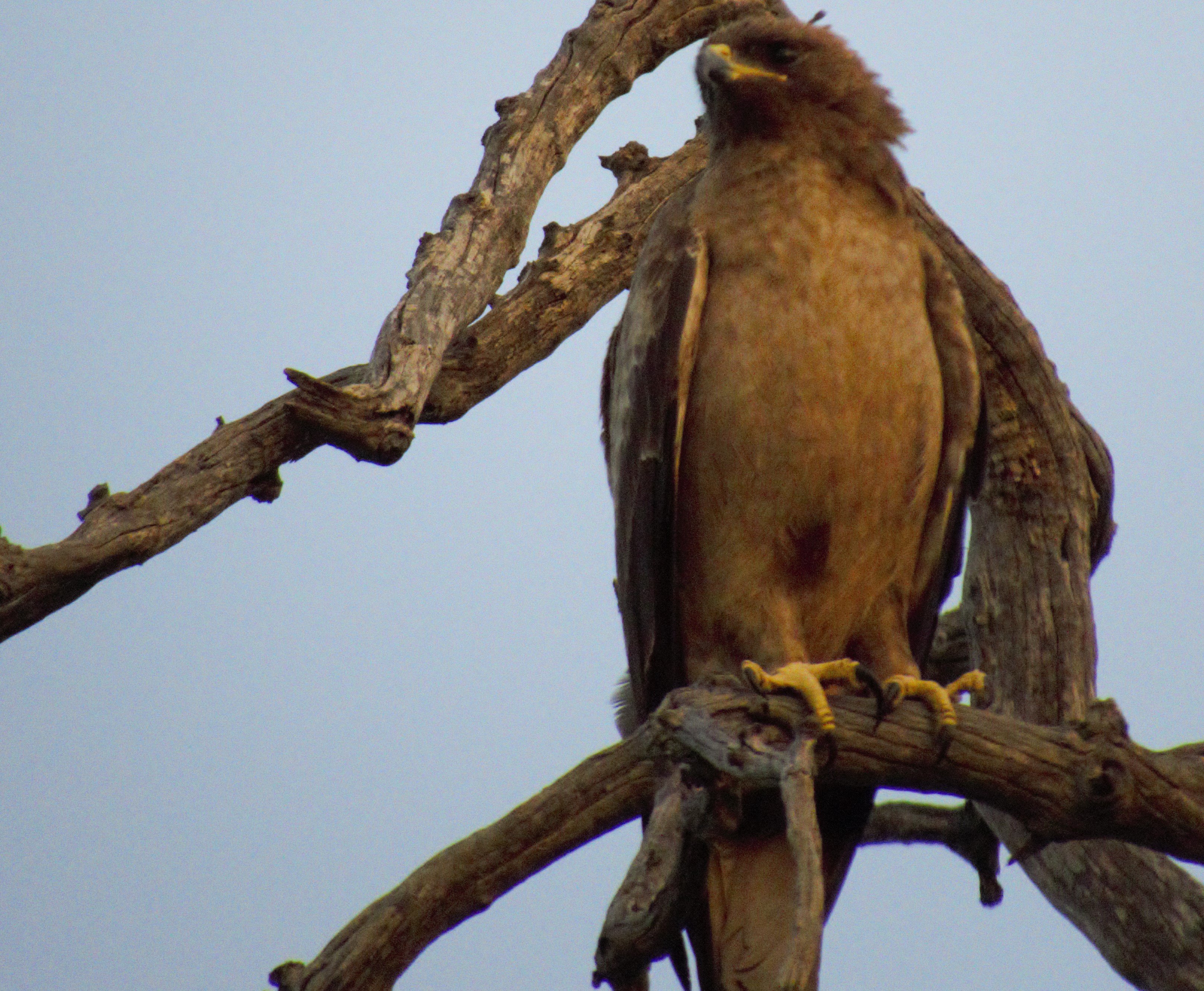 tawny eagle 2_0263 tawny eagle 2_0263