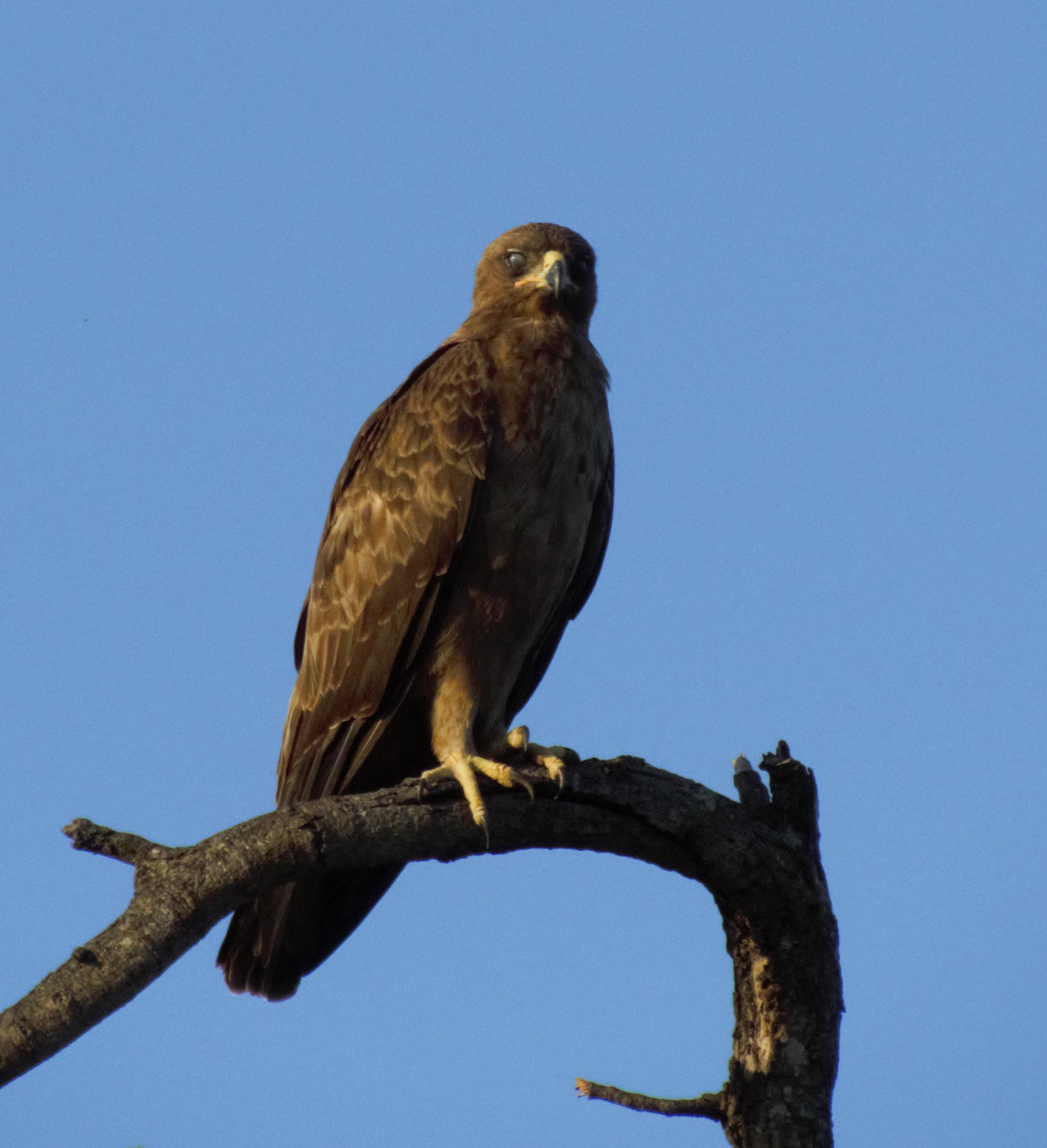 tawny eagle 2_0331 tawny eagle 2_0331