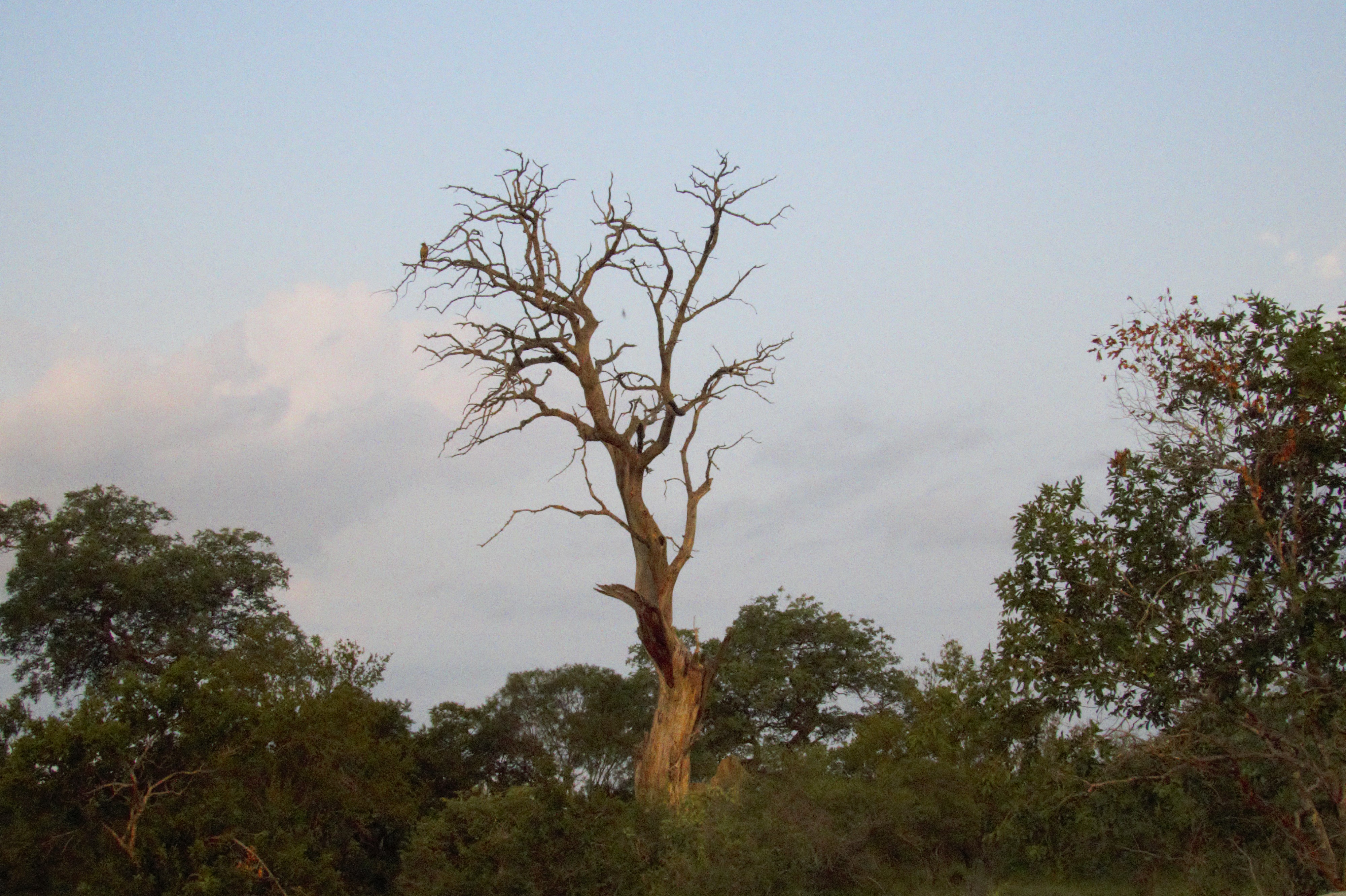 tawny eagle tree_0258 tawny eagle tree_0258