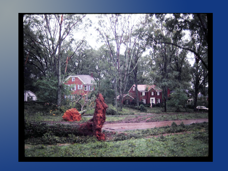 uprooted trees 1436 qrw uprooted trees 1436 qrw
