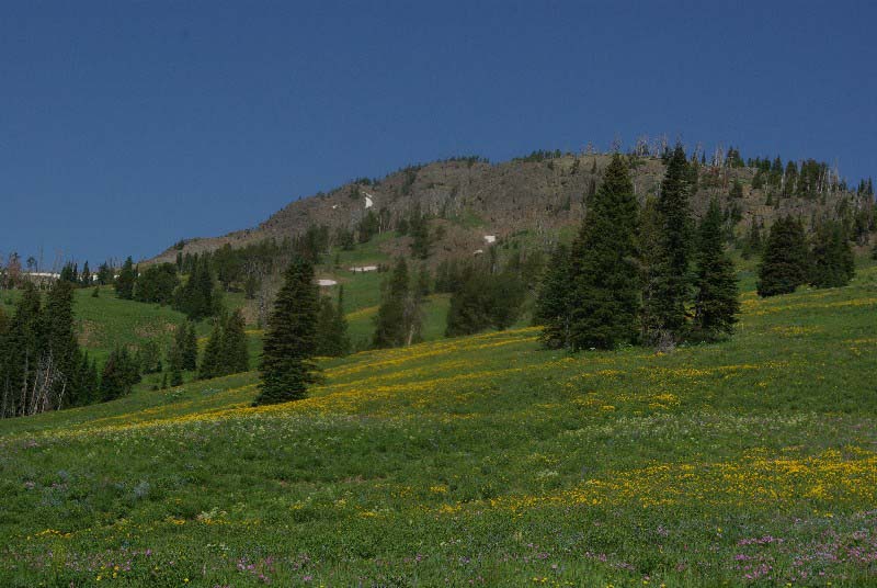 vista7631