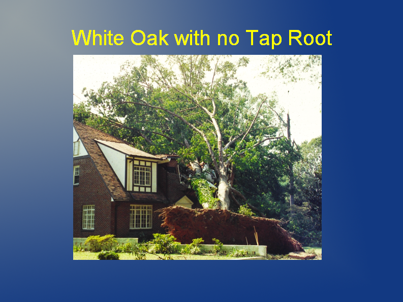 white oak no tap root white oak no tap root