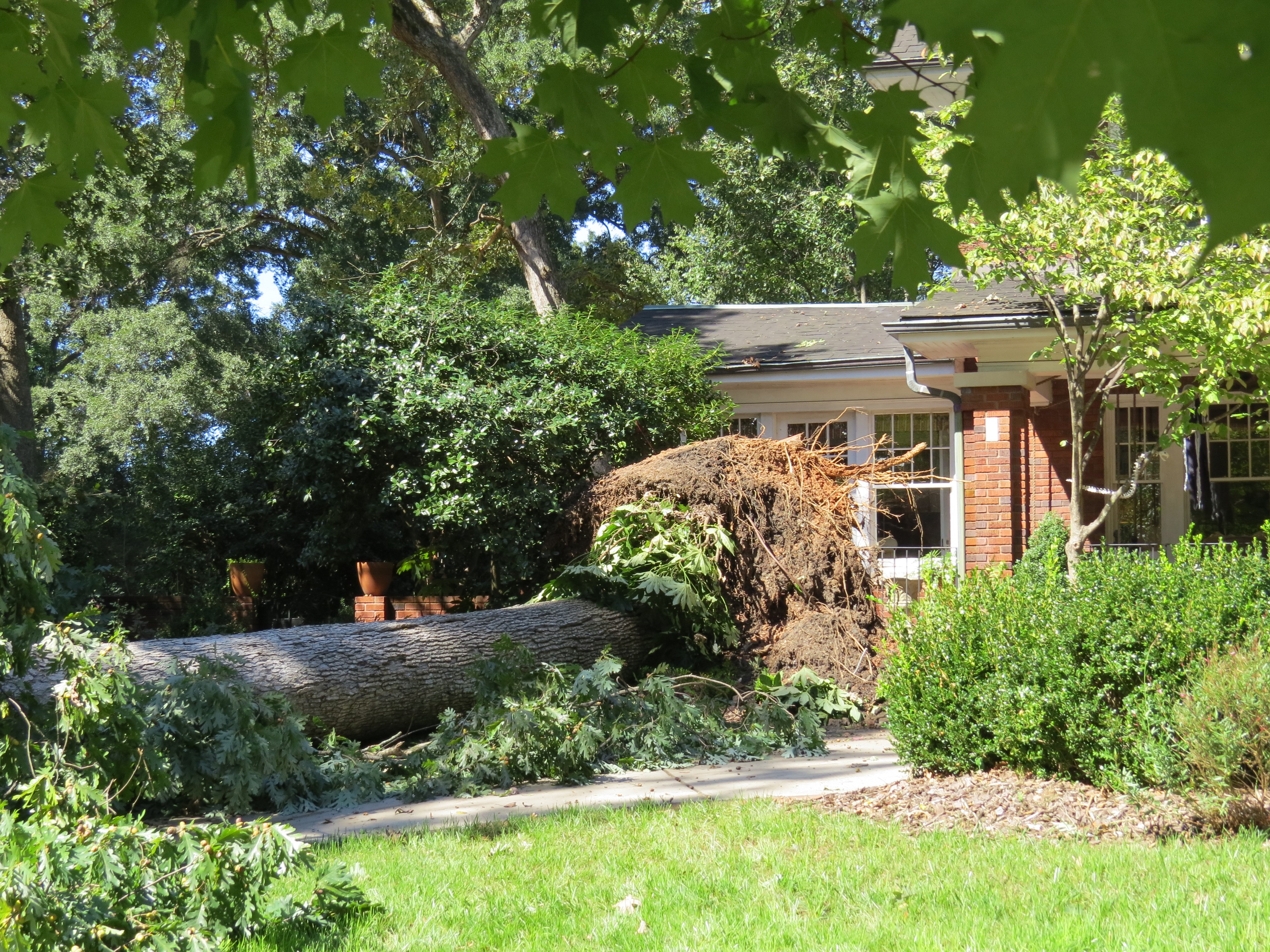 white oak selwyn straight line uprooting_4218 white oak selwyn straight line uprooting_4218