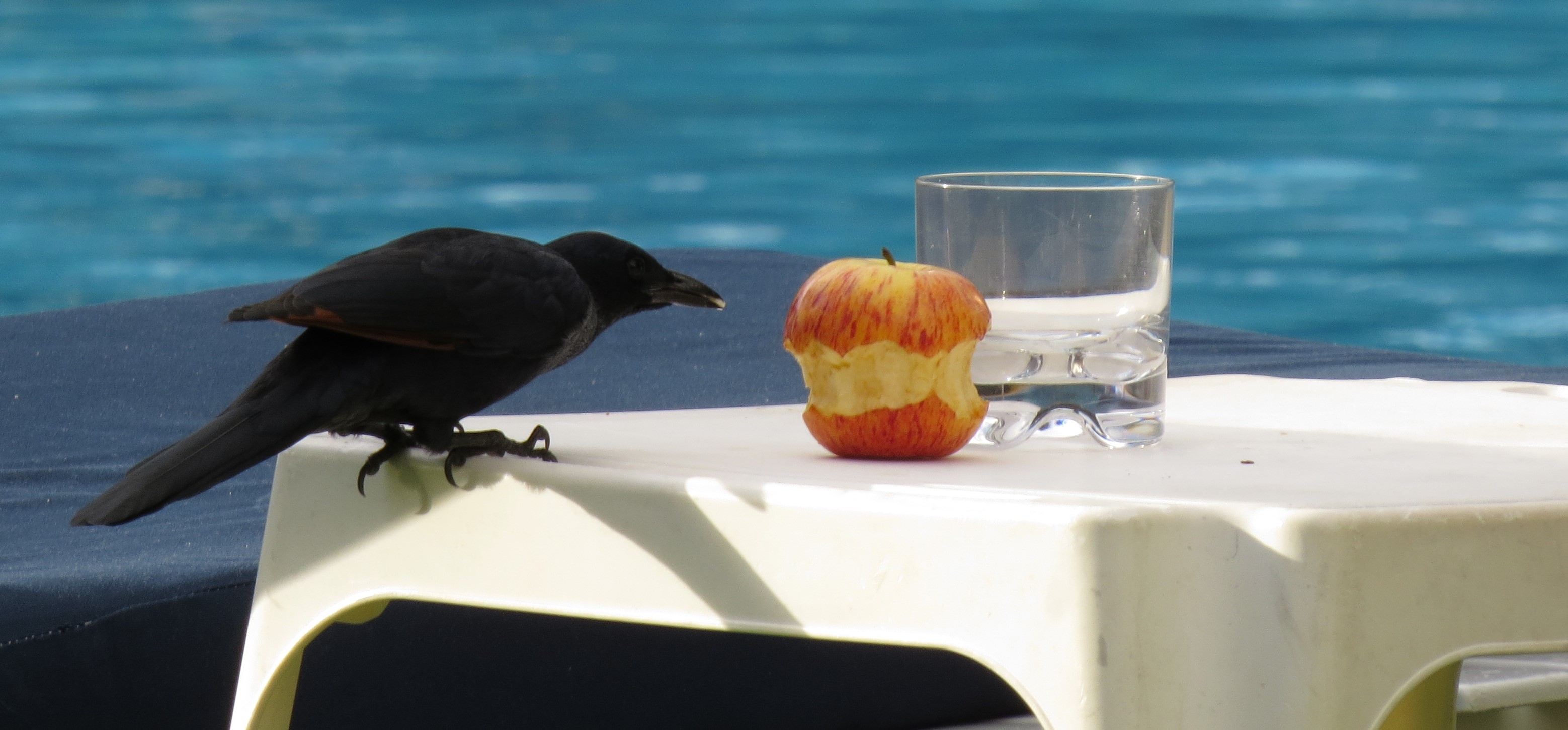 zBird and apple_0096 zBird and apple_0096
