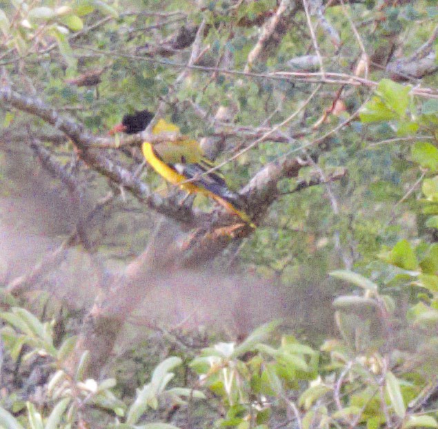 zblack headed oriole_0212 zblack headed oriole_0212